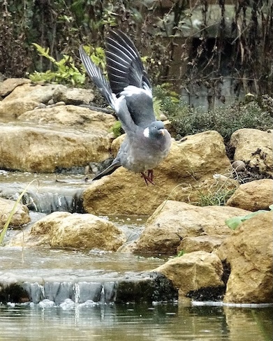 woodpigeon